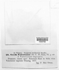 Uromyces valerianae image